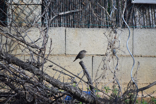 Un passereau se repose sur une branche morte coupée dans le jardin.