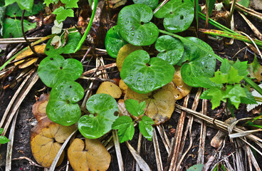 green leaves of nenuphar covered with water drops   