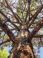 trunk bark of old tree in the forest