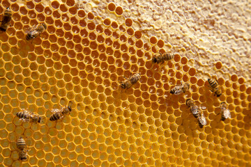 Working bees on the yellow honeycomb with sweet honey..