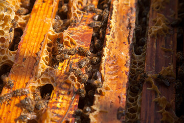 Open hive showing the bees swarming on a honeycomb..