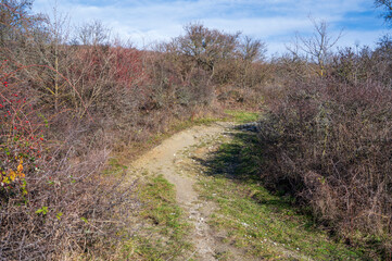 Trodden path in the grass between the bushes. Blue sky with white clouds.