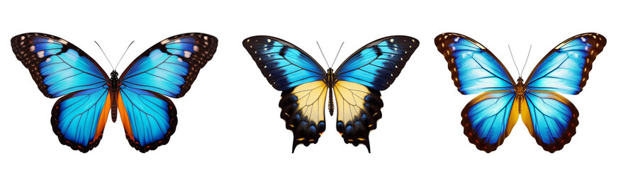 Fototapeta na wymiar butterfly isolated on transparent background. png file