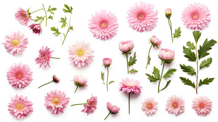 set collection of delicate pink chrysanthemum flower - obrazy, fototapety, plakaty