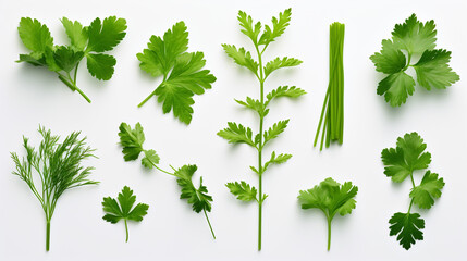set collection of fresh Mediterranean herbs parsley
