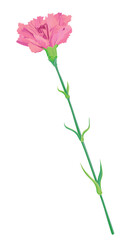 Pink carnation isolated on white background. Vector picture for greeting cards for Valentine's Day, Mother's Day, May 9. Flowers for wedding decor.