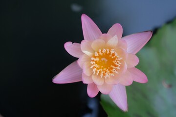 Beautiful pink waterlily or lotus flower in pond