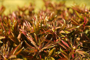 Spring abstraction, peony leaves close-up