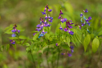 Lilac flowers on a green background