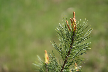 Pine branch closeup in spring