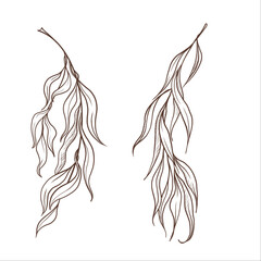 Willow twig with leaves isolated. Graphic lineart. Vector hand-drawn illustration in outline style. Perfect for cards, logo, decorations, invitations, cosmetic designs - obrazy, fototapety, plakaty