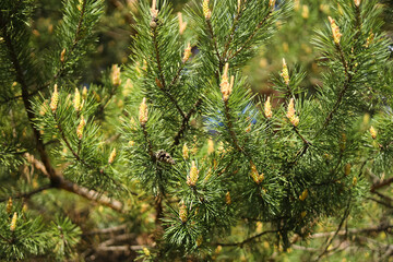 BloominBlooming pine branch closeup in springg pine branch closeup in spring