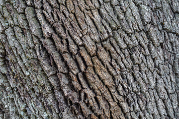 Cracked and grayish bark of Holm Oak. Quercus ilex.