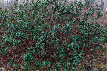 Shrub with rockrose branches and leaves. Black steppe Cistus laurifolius.