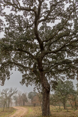 Holm oak with elevated trunk and path in the forest in winter. Holm oak. Quercus ilex.