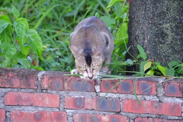 grey cat