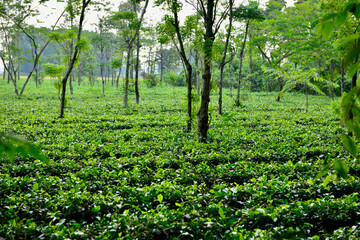 Fototapeta na wymiar green trees in a tea field