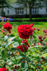 Fototapeta na wymiar Close-up of the roses in the garden. Red roses in the garden. Nature and flower scene.