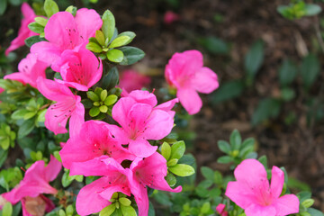 Close-up of Rhododendron simsii in the garden. Red wild flowers in the rural. Flower and plant.