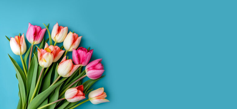 bouquet de tulipes coupées sur un fond bleu