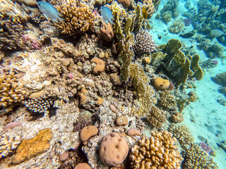 Underwater life of reef with close up view of corals and tropical fish. Coral Reef at the Red Sea, Egypt.