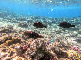 Close up view of Hipposcarus longiceps or Longnose Parrotfish (Hipposcarus Harid) at coral reef..