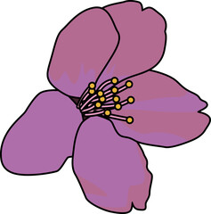 桜（cherry blossoms）(PNG)