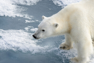 Naklejka premium Polar bear (Ursus maritimus) on the pack ice north of Spitsbergen Island, Svalbard, Norway, Scandinavia, Europe