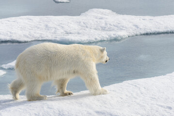 Polar bear (Ursus maritimus) on the pack  ice north of Spitsbergen Island, Svalbard, Norway, Scandinavia, Europe