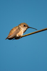 Rufous Hummingbird perched with blue sky background in California