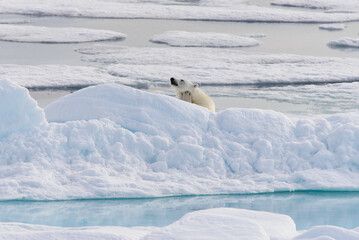 Polar bear (Ursus maritimus) on the pack  ice north of Spitsbergen Island, Svalbard, Norway,...