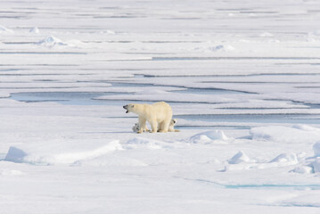 Polar bear (Ursus maritimus) on the pack  ice north of Spitsbergen Island, Svalbard, Norway, Scandinavia, Europe