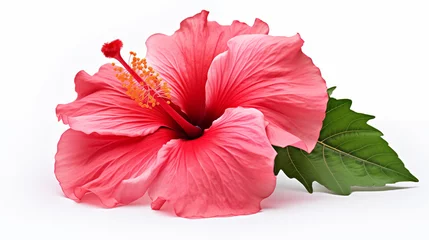 Fotobehang Hibiscus flower close up photography. White background © Caelestiss