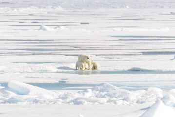 Polar bear mother (Ursus maritimus) and twin cubs on the pack ice, north of Svalbard Arctic Norway