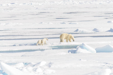 Polar bear mother (Ursus maritimus) and twin cubs on the pack ice, north of Svalbard Arctic Norway