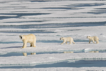 Polar bear mother (Ursus maritimus) and twin cubs on the pack ice, north of Svalbard Arctic Norway