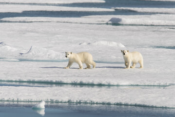 Polar bear mother (Ursus maritimus) and twin cubs on the pack ice, north of Svalbard Arctic Norway