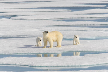 Polar bear mother (Ursus maritimus) and twin cubs on the pack ice, north of Svalbard Arctic Norway