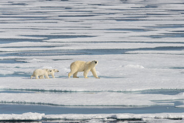 Polar bear mother (Ursus maritimus) and twin cubs on the pack ice, north of Svalbard Arctic Norway