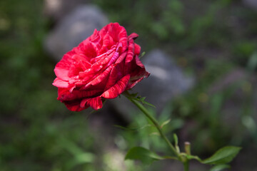 Beautiful pink rose bush growing in the garden..