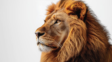 Fototapeta premium Сlose up Portrait of a Lion on a Wite Background.