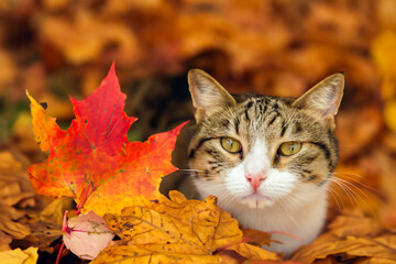 Naklejka na ściany i meble cat in the forest. tricolor fluffy cat lies in a maple bright autumn forest, nature concept