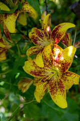 Asiatic hybrid lily yellow flowers with purple dotted. Blooming Oriental Lily flowers in the garden. .