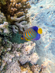 Naklejka na ściany i meble Angel fish or Royal angelfish (Pygoplites diacanthus) at the Red Sea coral reef..