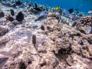 Shoal of differend kinds of the fish -  sailfin tang, Longnose Parrotfish, Picasso trigger, Birdmouth wrasse and other tropical fish swimming at the coral reef in the Red Sea, Egypt..