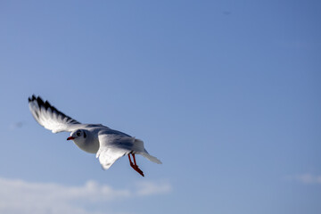 Obraz premium Black-headed Gull