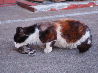 Untamed instincts sometimes burst forth even in the most domesticated creatures