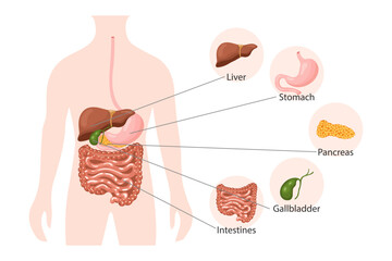 Human digestive system anatomy, infographics banner. Liver, stomach, pancreas, gallbladder, intestines and human body. Medical concept. Poster, vector