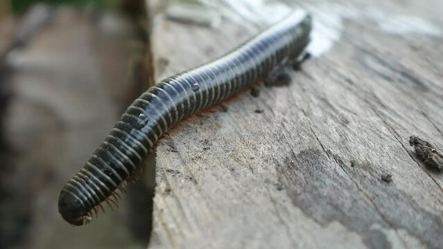 Millipede caterpillars walking on wood. A black Indonesian Giant Millipede