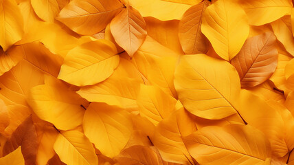 full orange yellow leaves